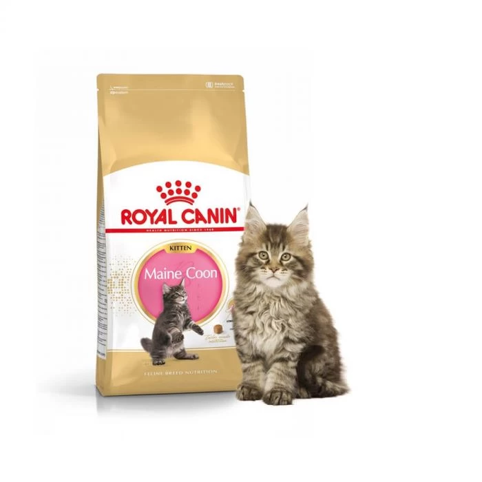 Royal Canin Maine Coon Kitten 2 Kg 2 Royal Canin Maine Coon Kitten 2 Kg - immagine 2