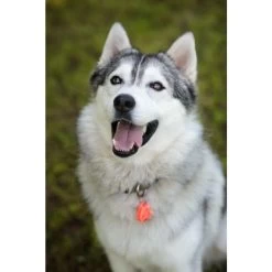 Tickless Pet Arancione A Pile -Forniture Per Gatti tickless pet orange pile3 1