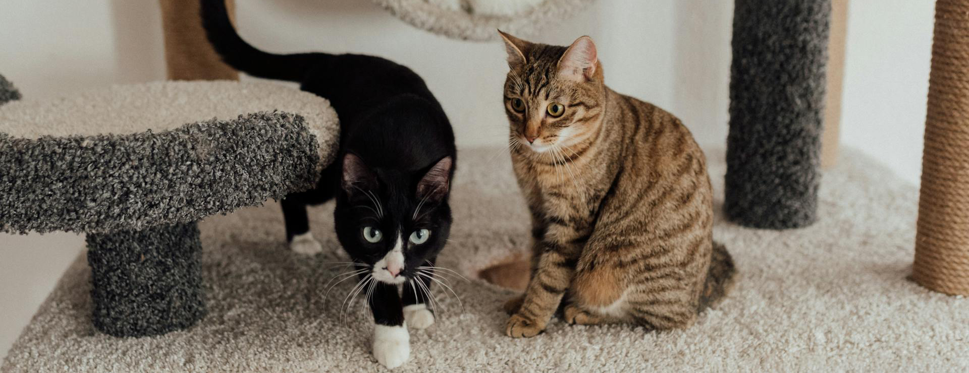 Forniture Per Gatti -Forniture Per Gatti pexels arina krasnikova 7725961