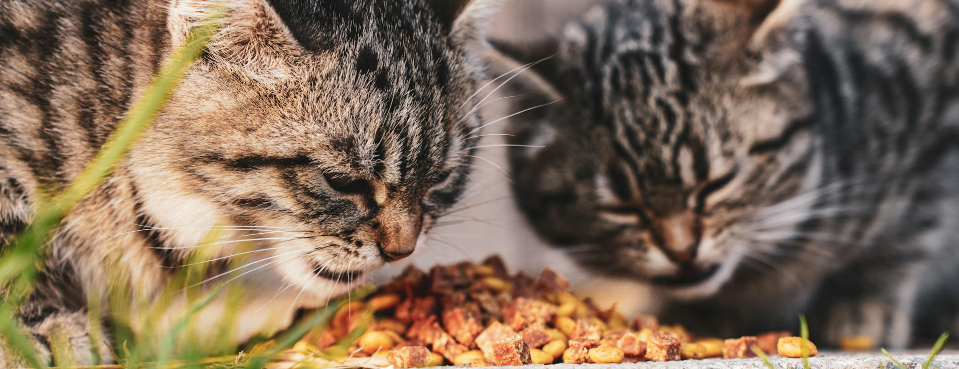 Forniture Per Gatti -Forniture Per Gatti pexels vladimirsrajber 20635786